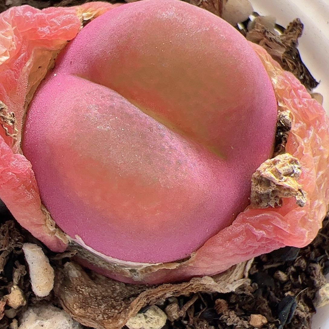 【闪购商品】109 带盆