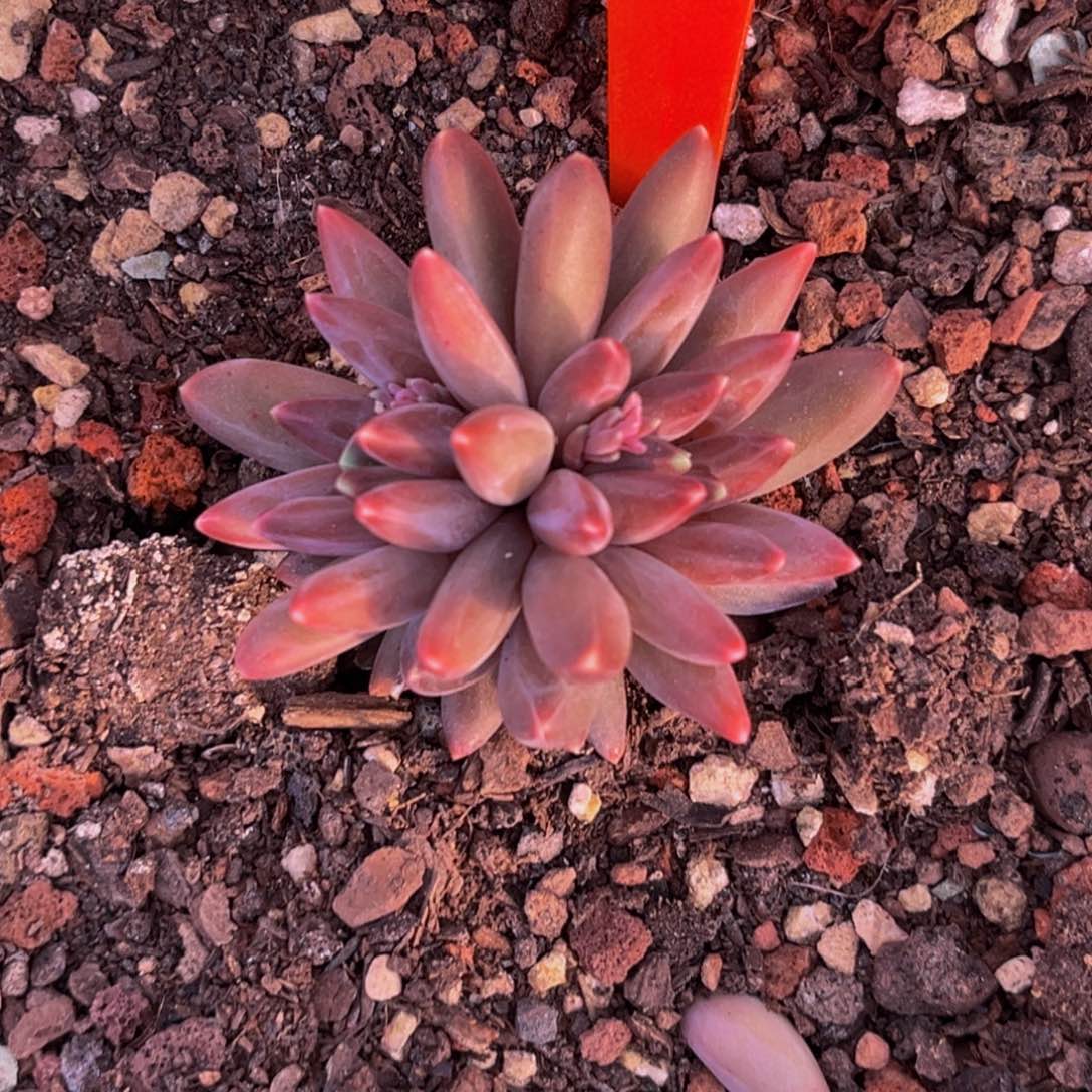 2503下午多肉植物群生