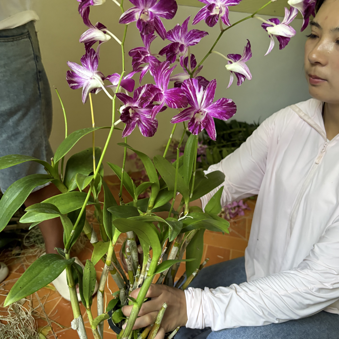 预售量拍｜进口泰秋油画泼墨保苗不保花发货