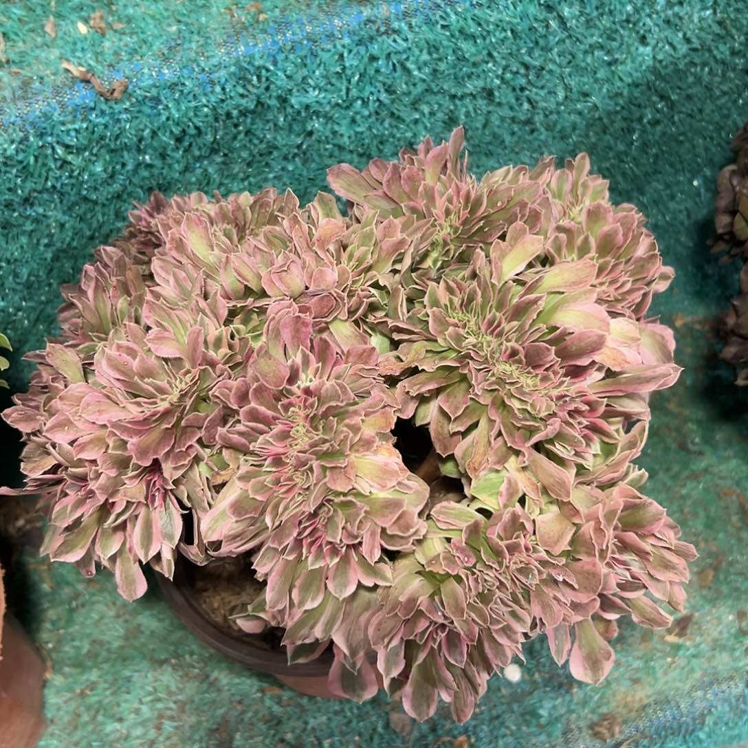 多317肉植物粉哦女巫缀花