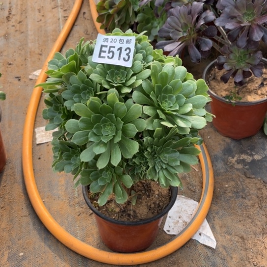 513绿羊绒不包断枝