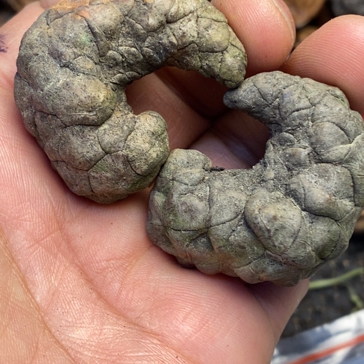 桃核吊坠娜姐真的41