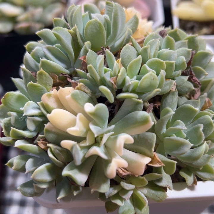 特玉莲锦缀多肉植物557