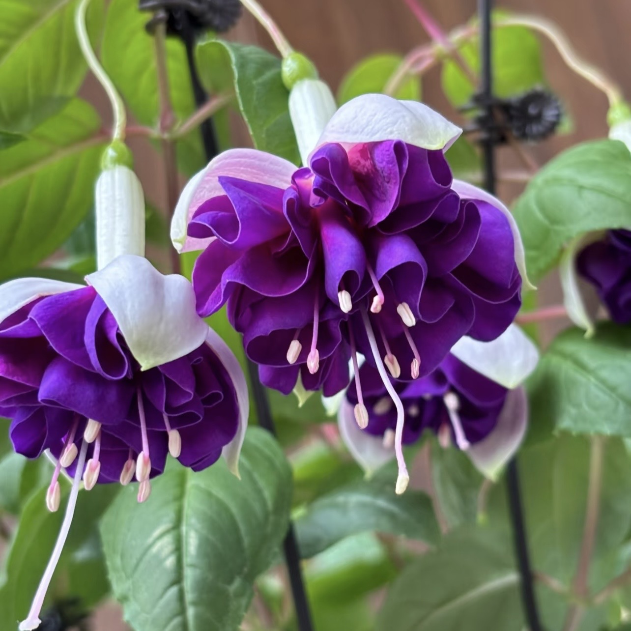 倒挂金钟【金婚】丛生盆栽室内多年生木本阳台庭院易种植养护