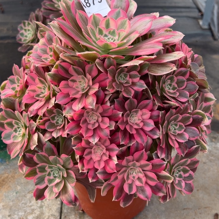 879男神30厘米左右多肉