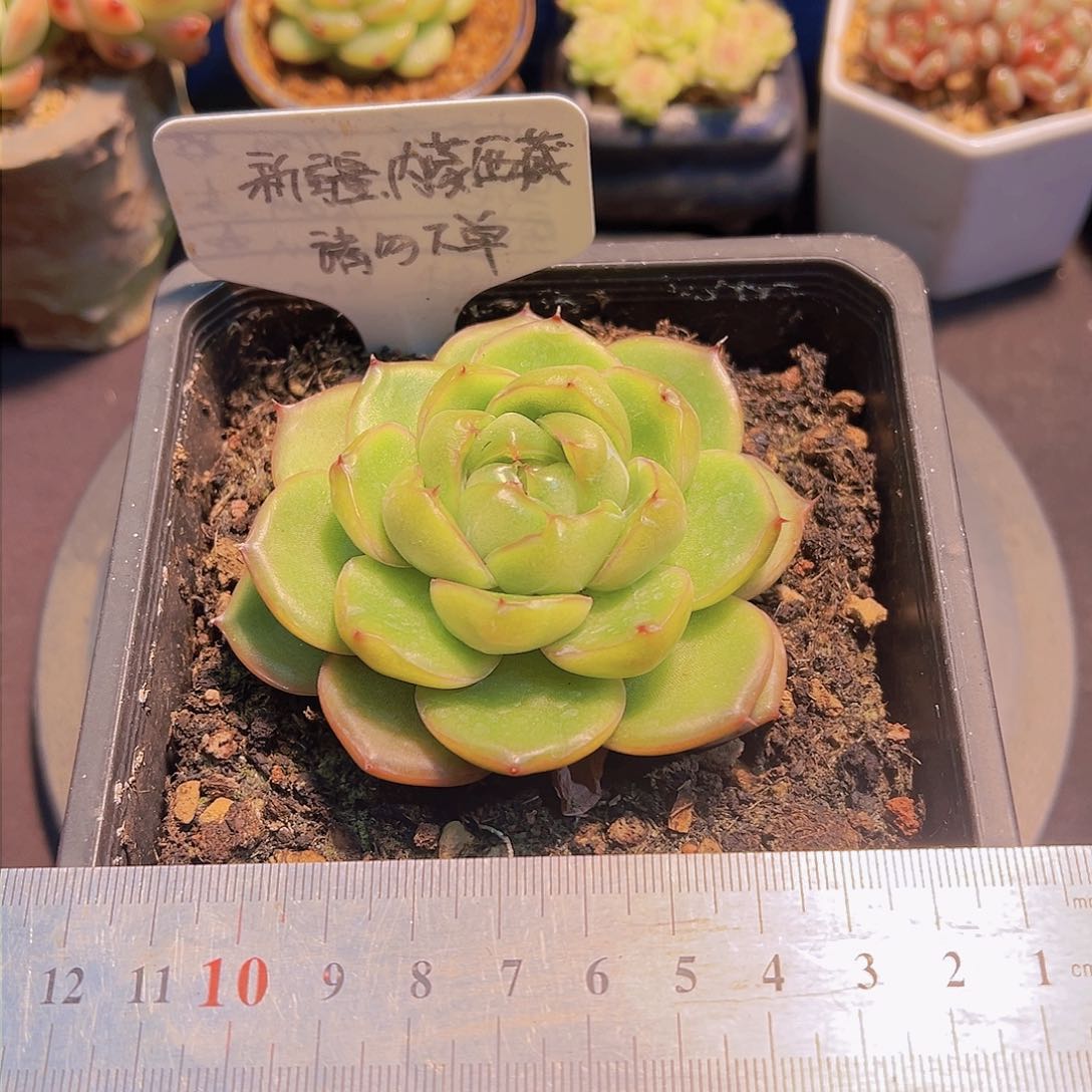 韩国珍妮，带盆发货，