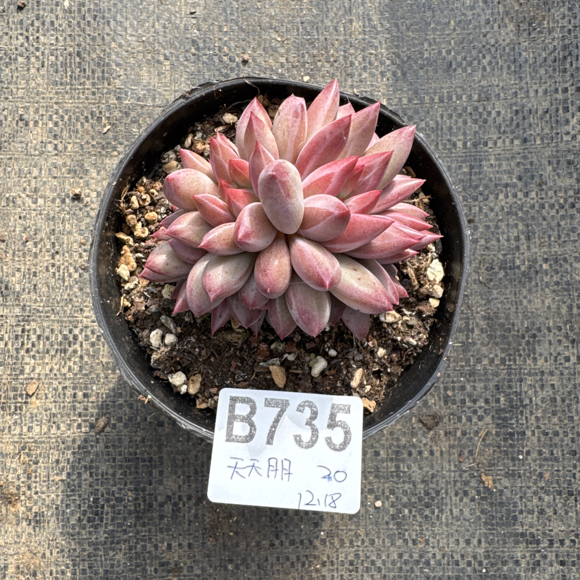 B735，天天月月多肉植物虞美人