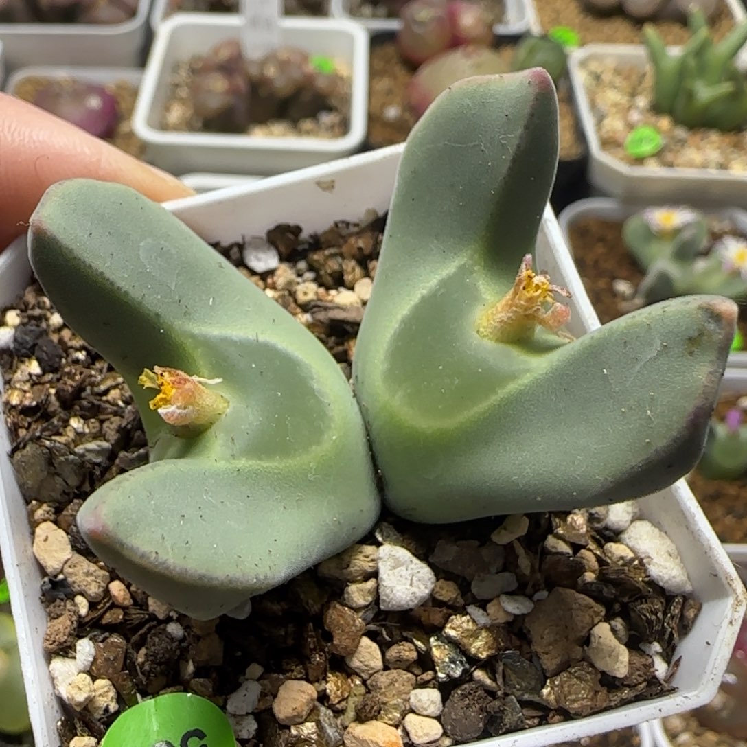 天使之翼大眼睛空蝉3.4cm557