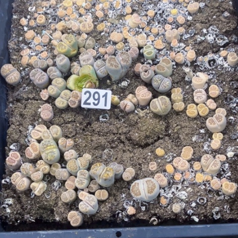 291生石花带筐如图东北不拍货