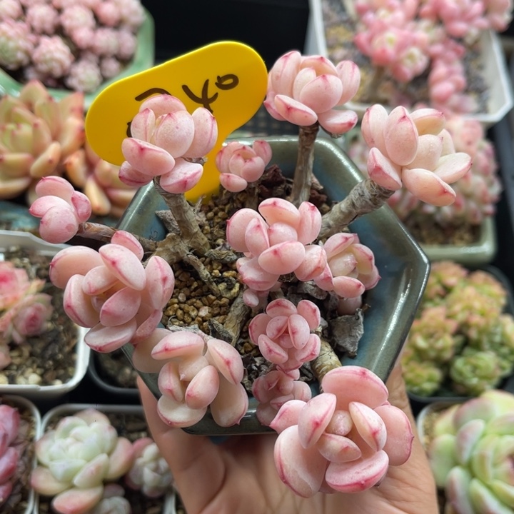 韩货香草老桩5740