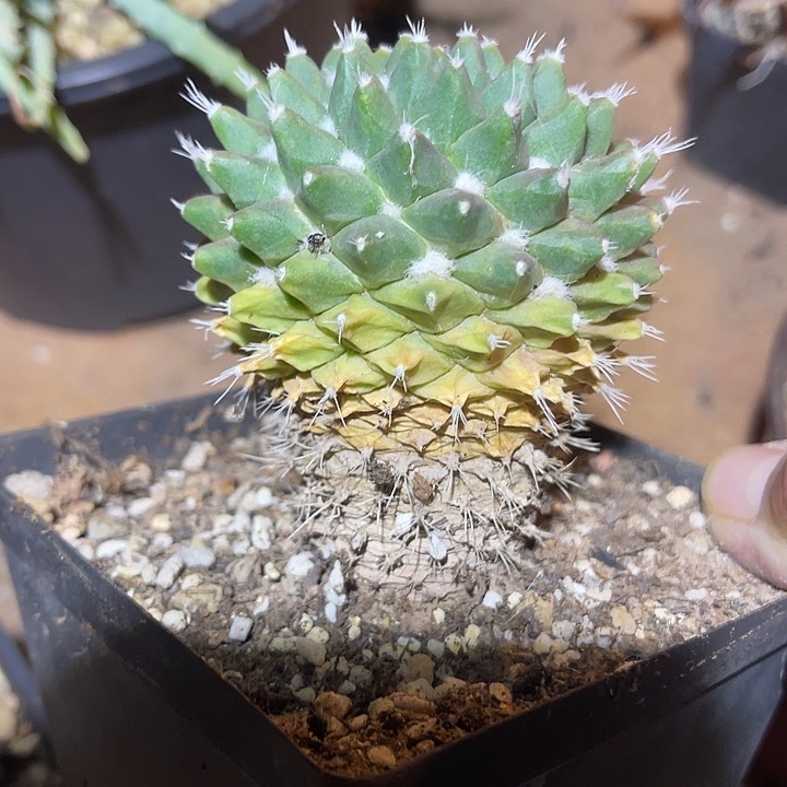 满38包邮2天凑单，脱土晾根发货多肉植物雪糕