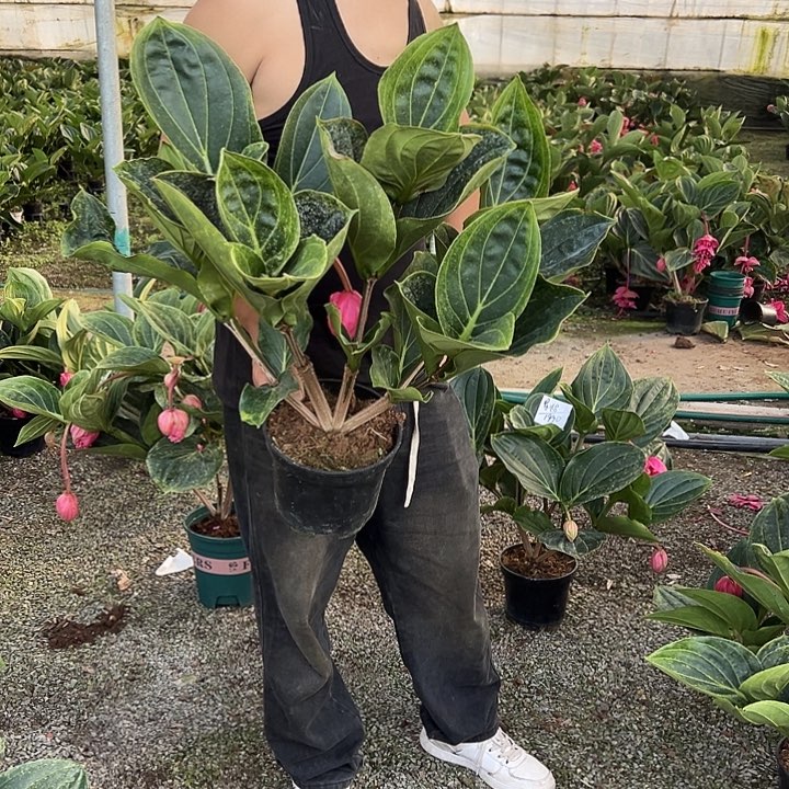 星***姐无花朵荷兰进口宝莲灯