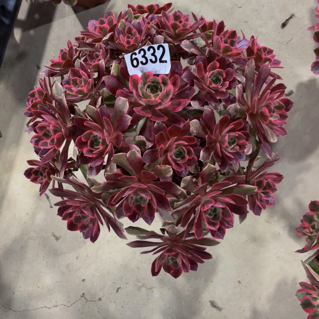 小***锦无花朵6332焕莎111111