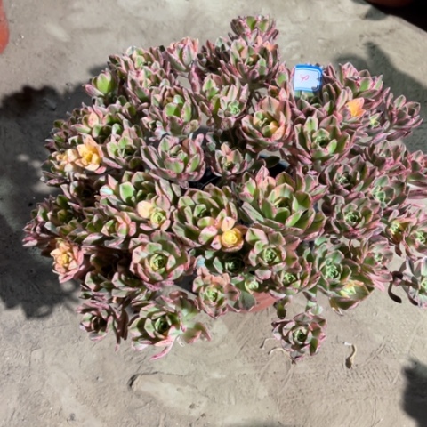 250多肉植物组合