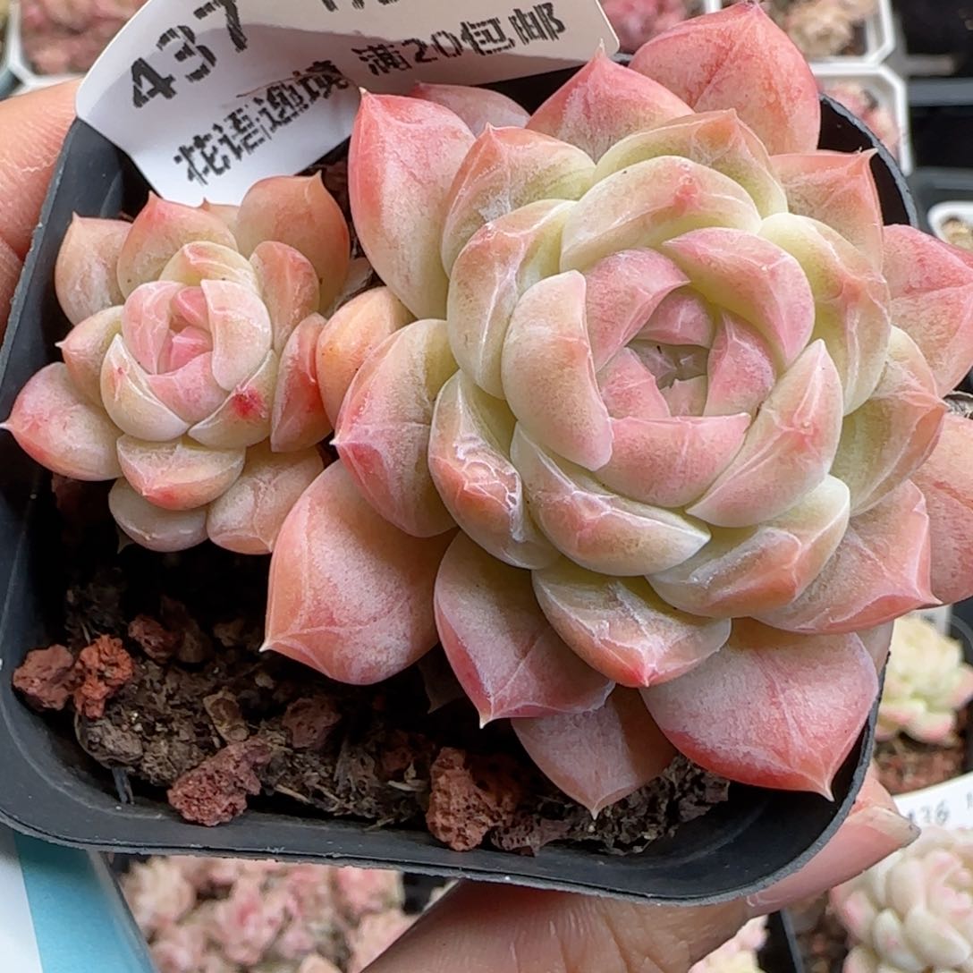 花语逸境0124-437糖心