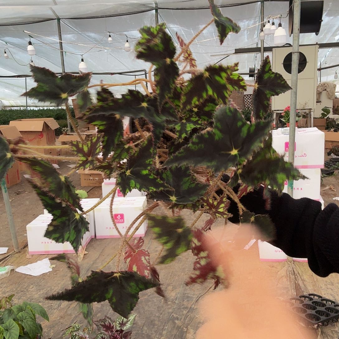 完全开放蝴蝶秋海棠一棵