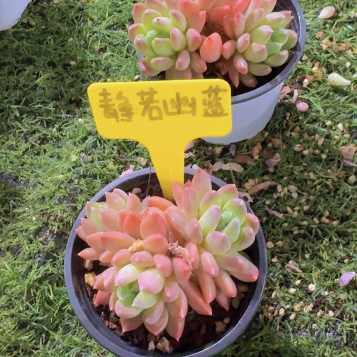 健健康康平平安安