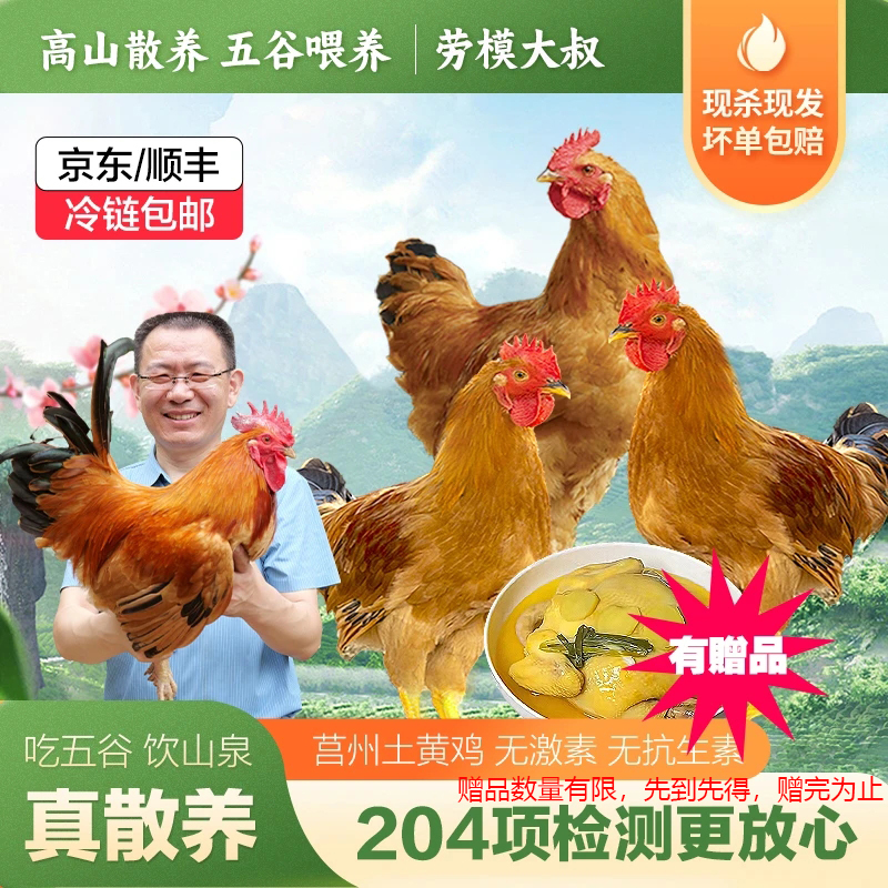 劳模【拍1发8】高山散养5个月莒州土黄童子鸡，单只净重1.6-2.5斤