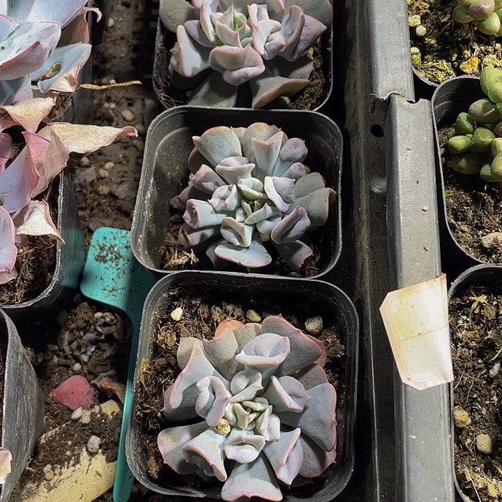 猪鼻子带盆土发货