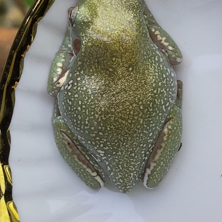 老爷树蛙澳蓝鎏金暴雪8