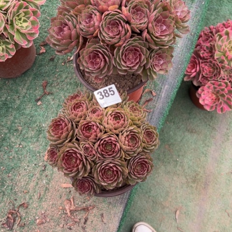 乐***意408桃花石，385红魔