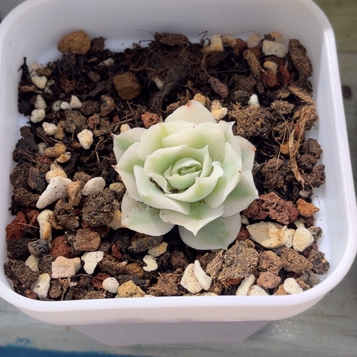 A***n蓝丝绒锦一颗价格发货