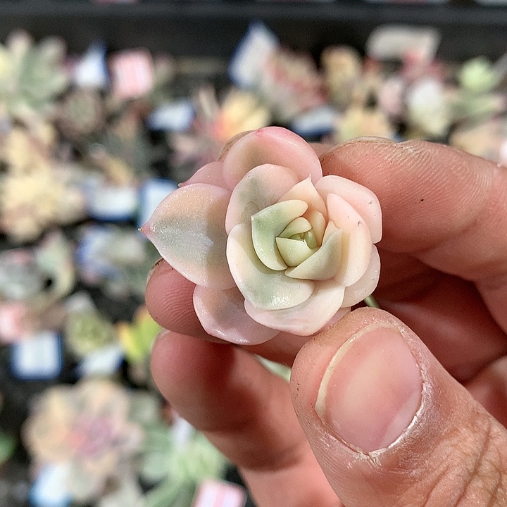 霓裳羽衣锦锦锦锦