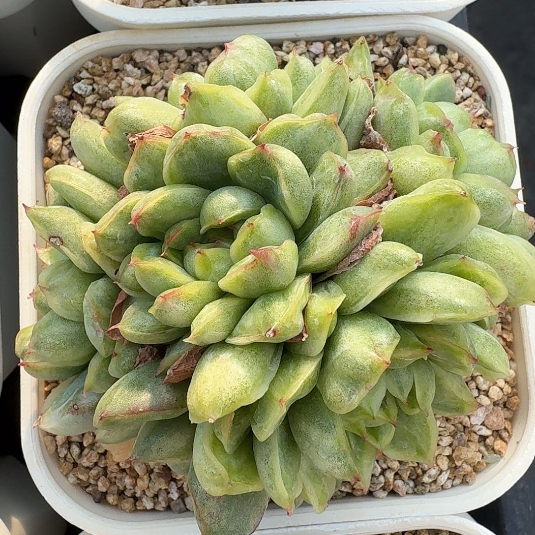 从前慢多肉编号冰天使锦