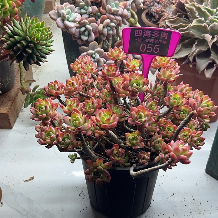 g***9马酷斯多肉植物纤维055