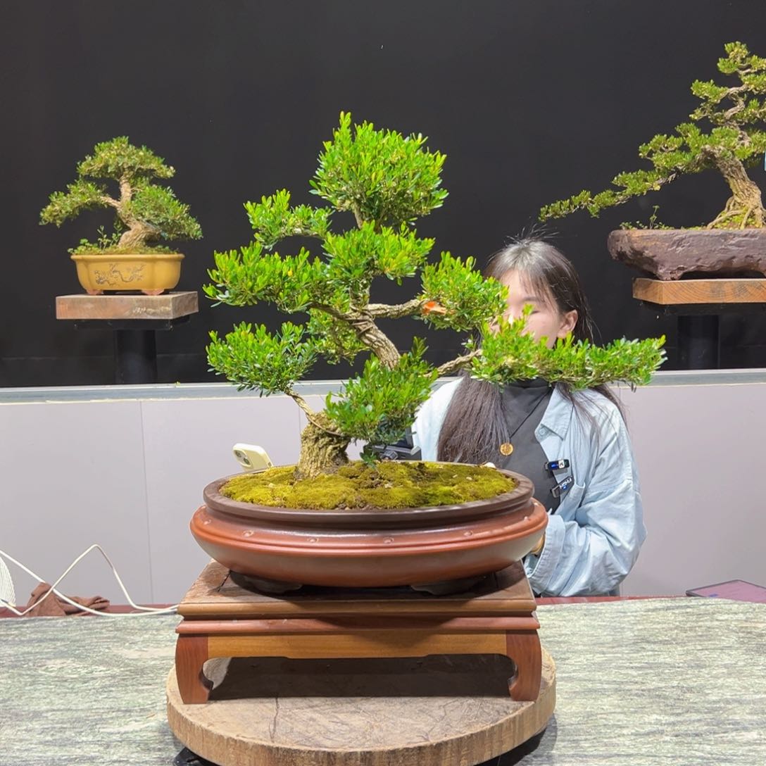 黄杨盆景老桩四季常青