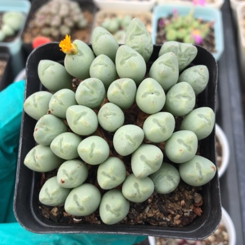 多肉肉锥 爱心口笛