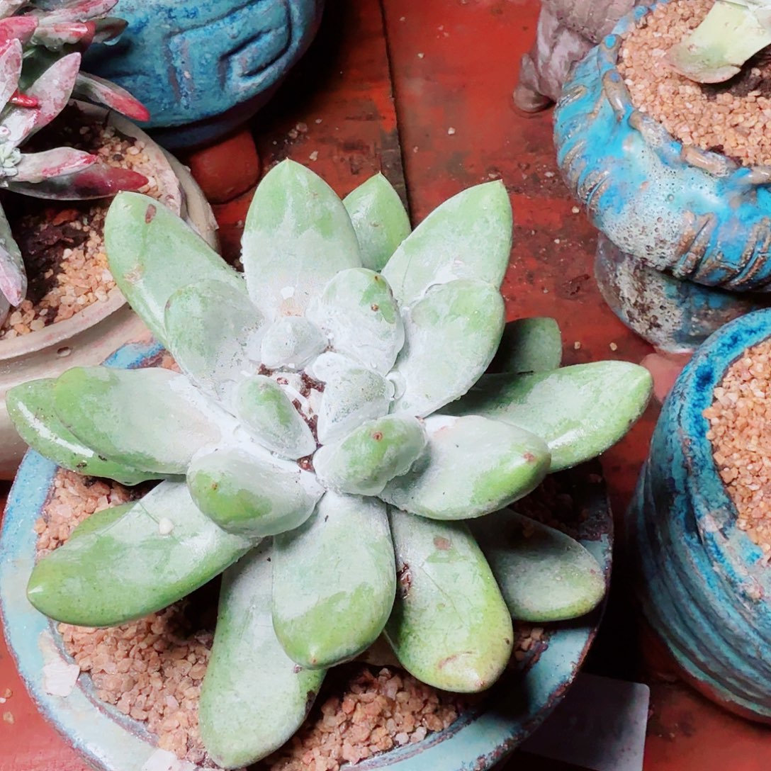 1261拇指仙女杯多肉