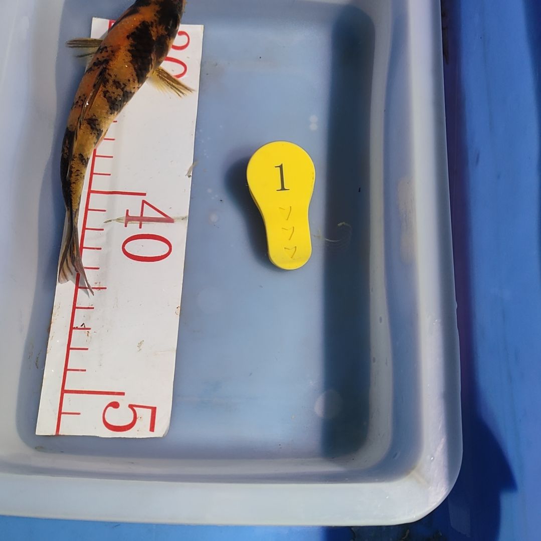海水鱼红白大正昭和菲血白写