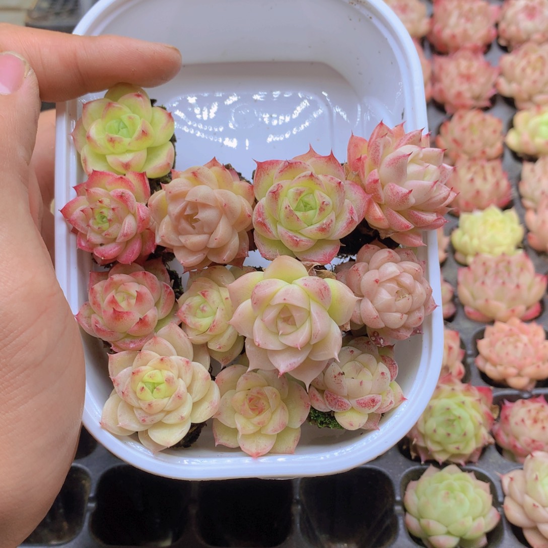 *****我要去看你了啊028