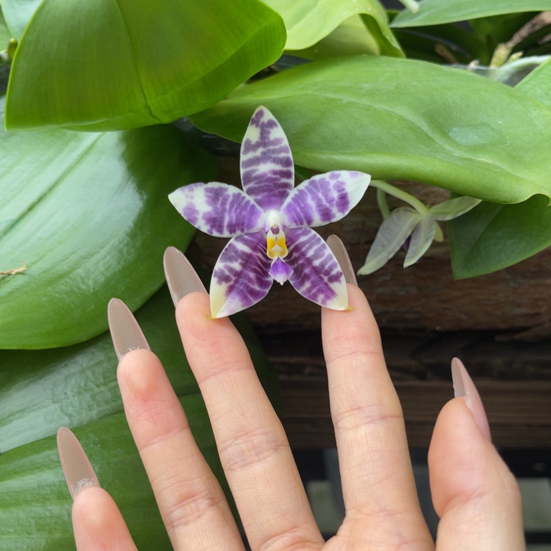 完全开放柳林3512