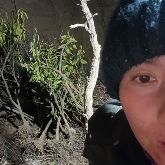 小***园完全开放枸杞树一颗