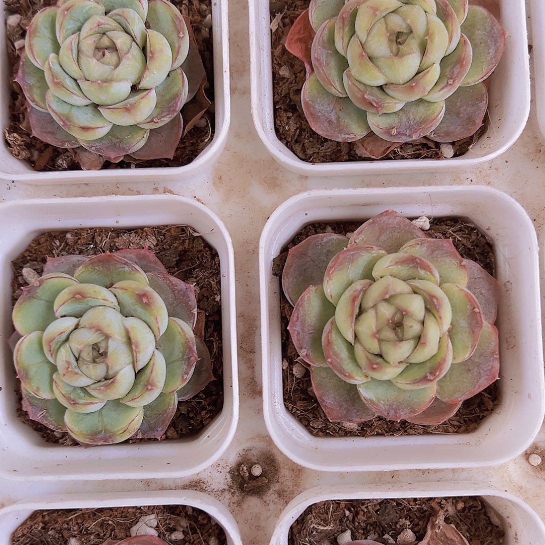 单头胖虎19包邮多肉