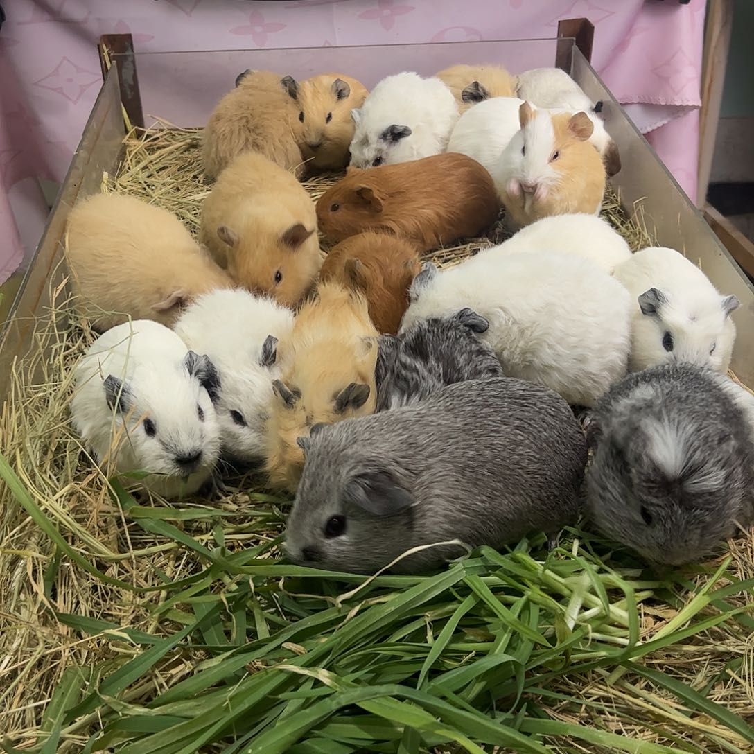 包子脸奶黄白英短弟弟298