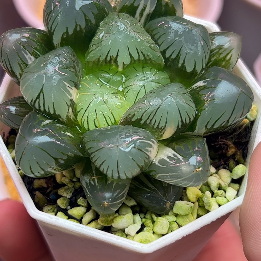 地泉巨大化六公分亚成株锦