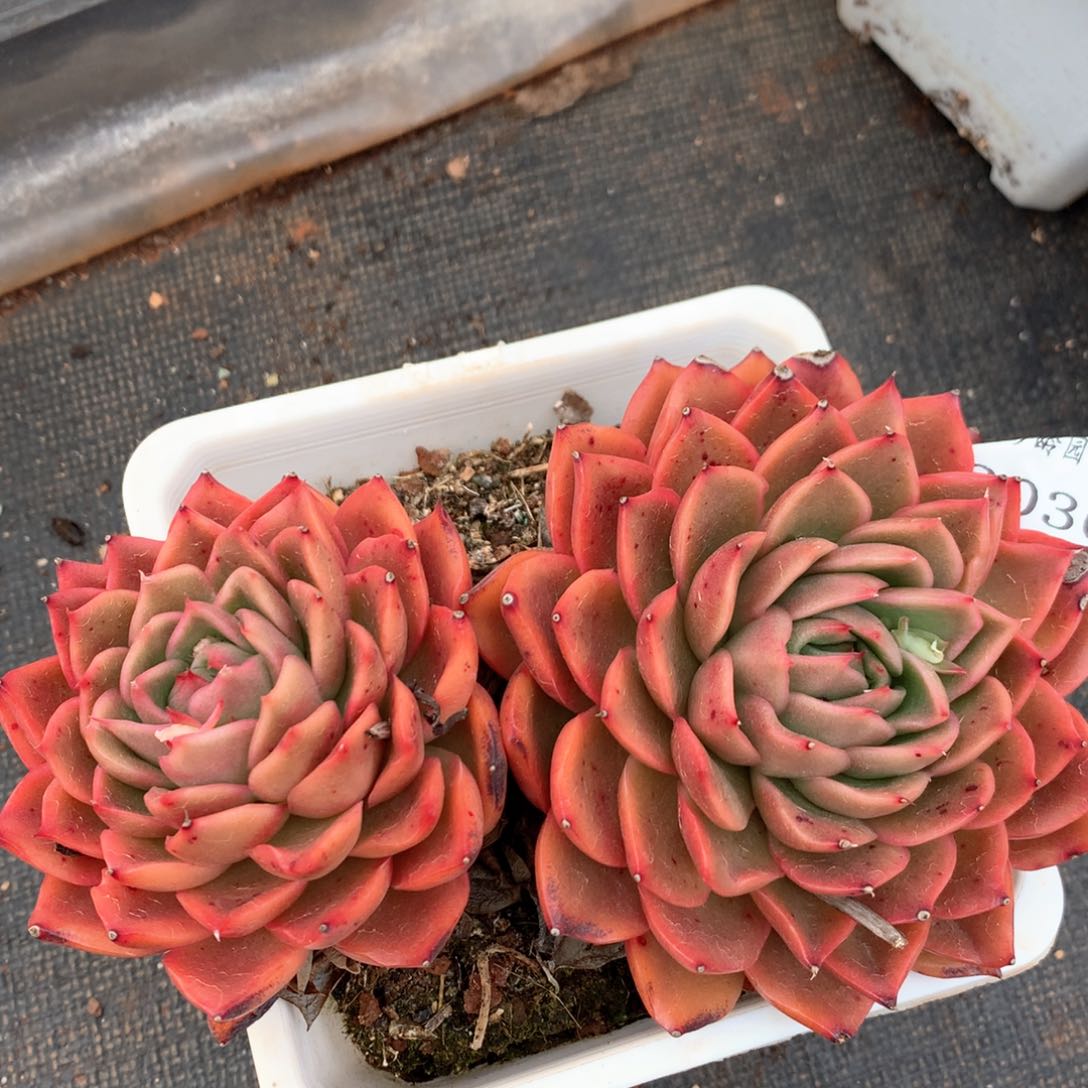 2036瑕疵不售后特价