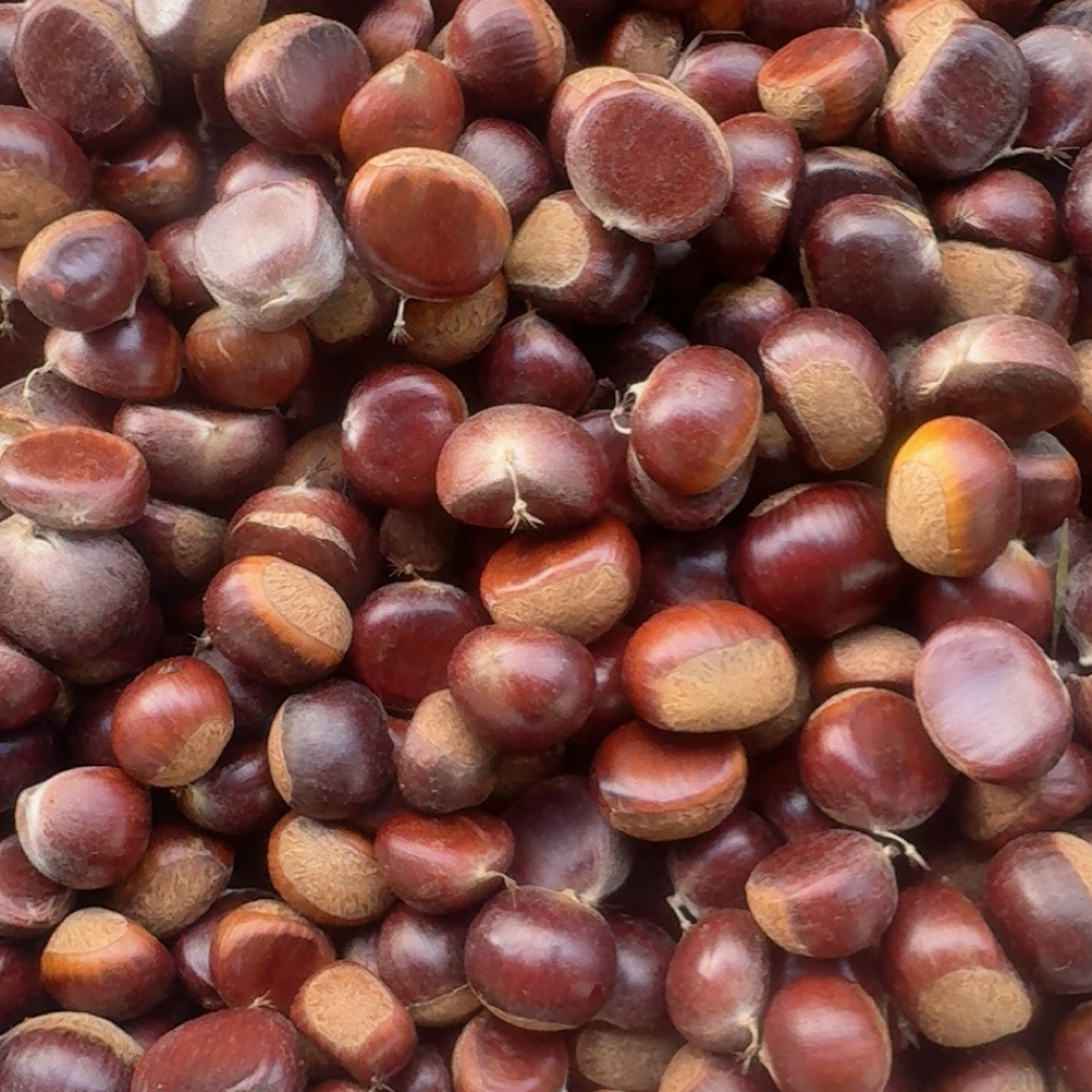 云南高山老树新鲜带壳板栗粉糯香甜坏果包赔