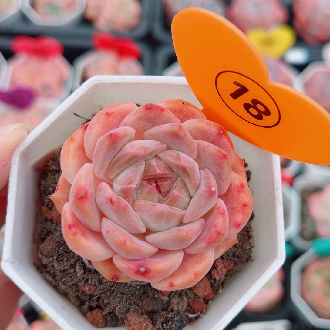 18号小老桩糖心单头