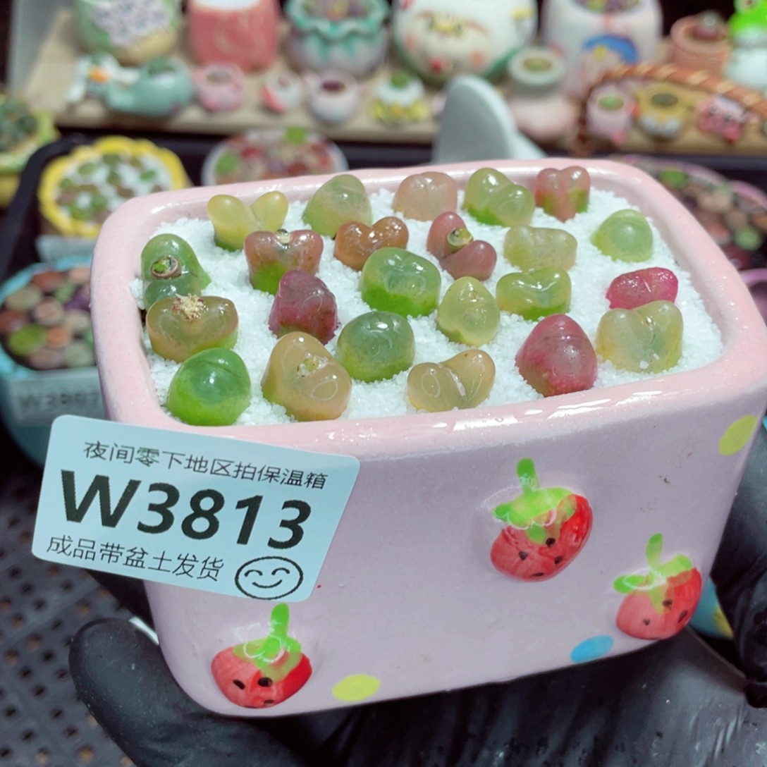 夜间零下地区拍保温箱w3813