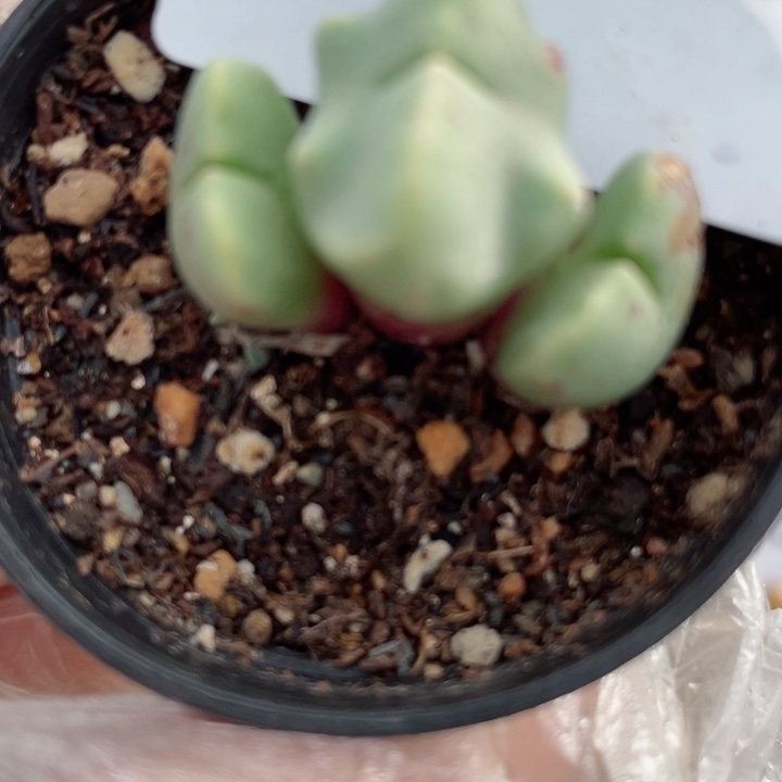 495紫式部杂母本