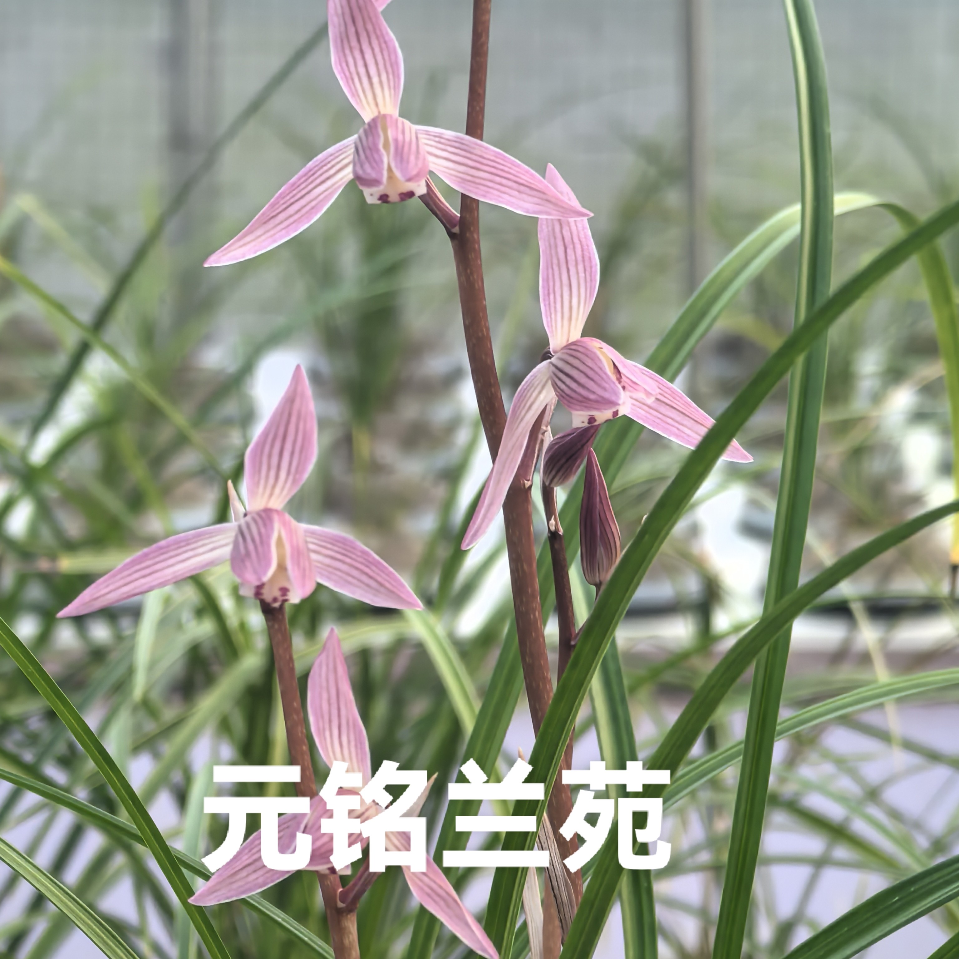 兰花艺苗花卉发货多种精品