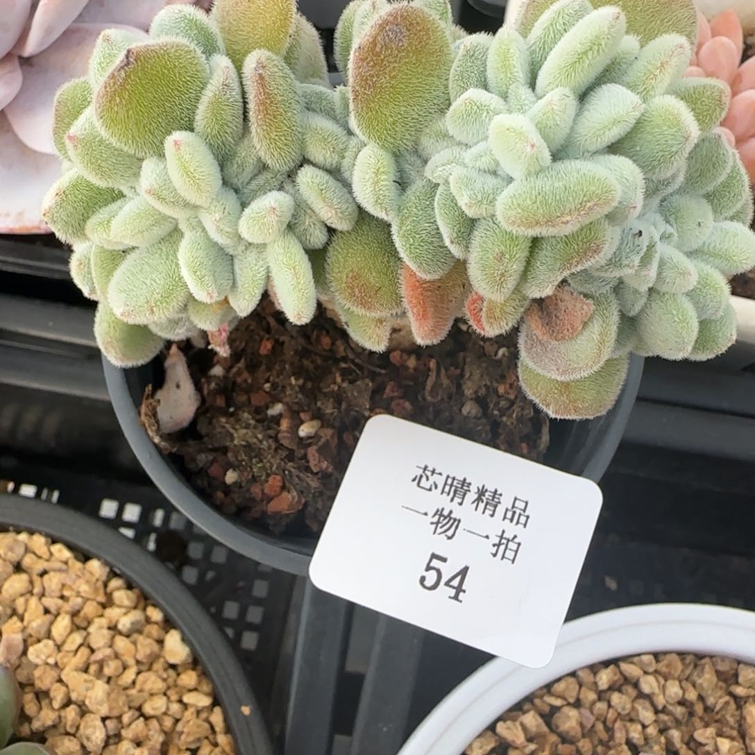 闪购精品多肉54号