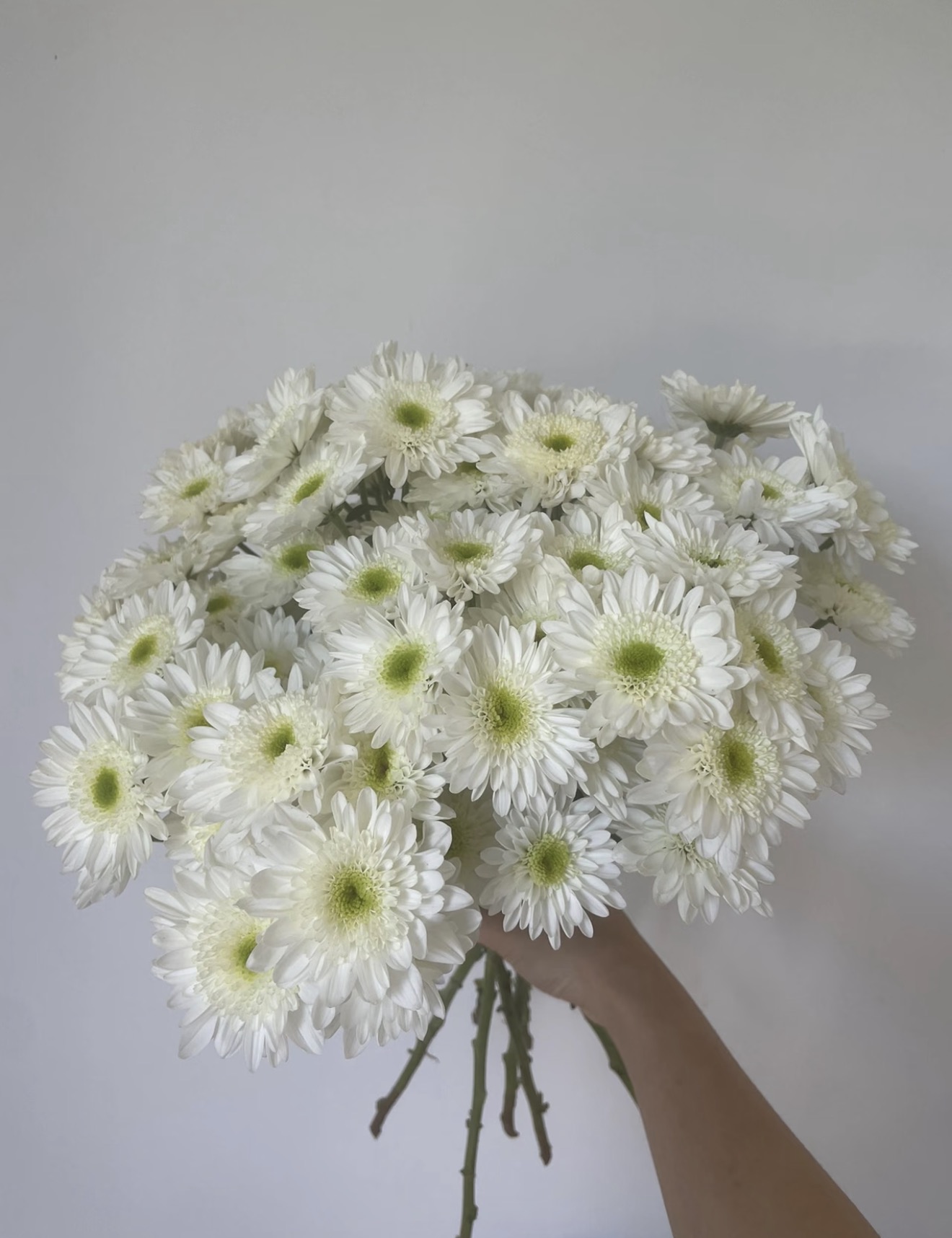 【小雏菊】喜悦小雏菊  超长待机  |全场鲜花任意满2单及以上包邮