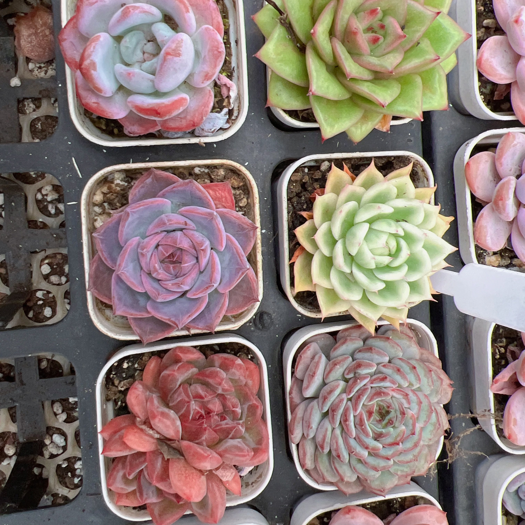 C款6颗精品小多肉带盆土