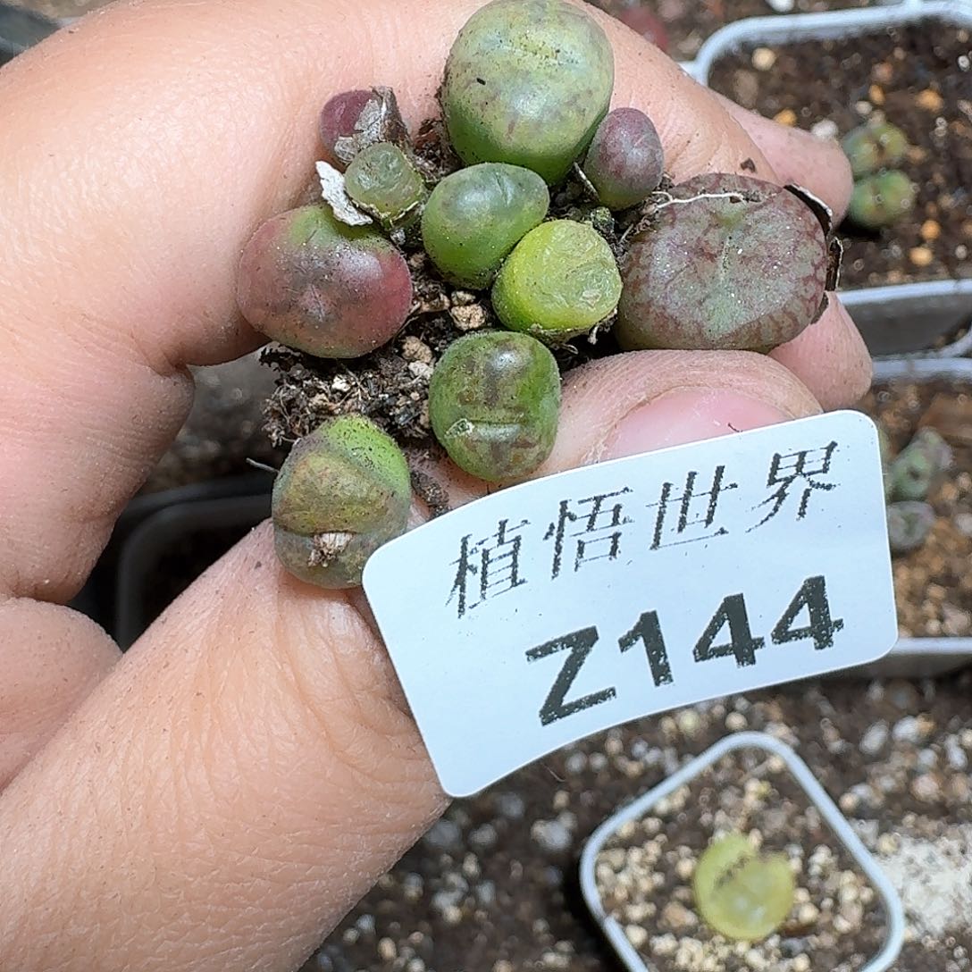 144号多肉植物哇d g g