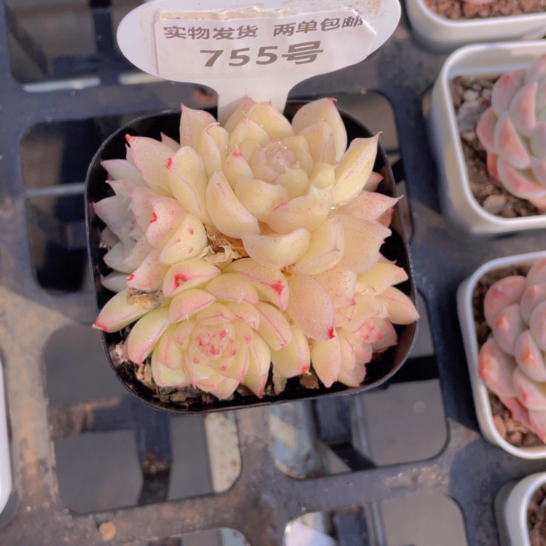 755号冰心麦秆群生一个